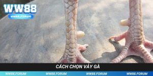 Cách Chọn Vảy Gà - Nắm Bắt Những Chiến Kê Xứng Tầm