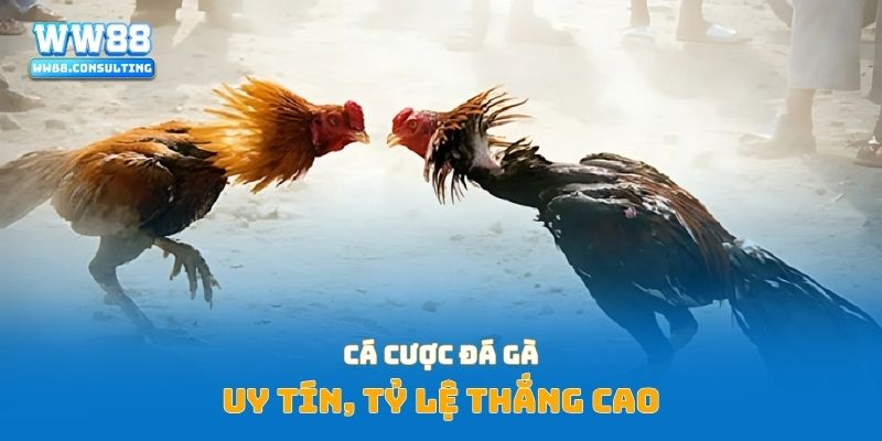 Cá cược đá gà uy tín, tỷ lệ thắng cao